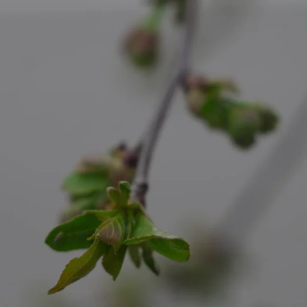 Crescimento Ramo Folhas Verdes — Fotografia de Stock