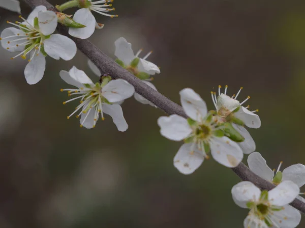 Bílé Květy Jablečného Koláče — Stock fotografie