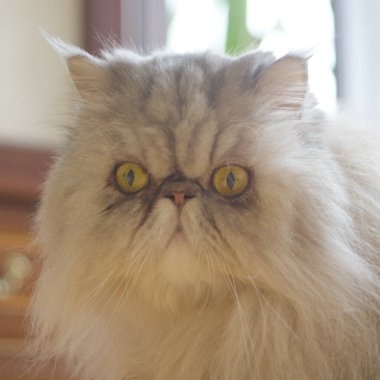 Büyük gözlü bir Pers kedisi