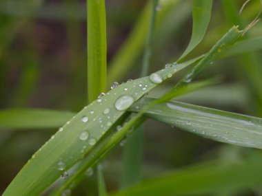 Yağmur damlalı küçük yeşil yapraklar 