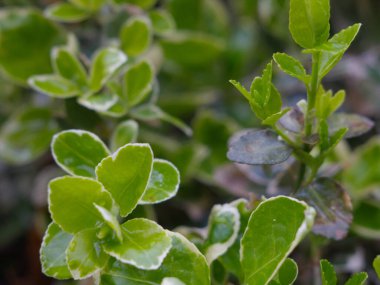 Yaban bir bitkinin yaprakları