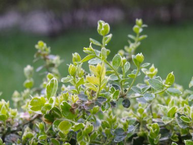 Küçük yeşil bir fabrika.