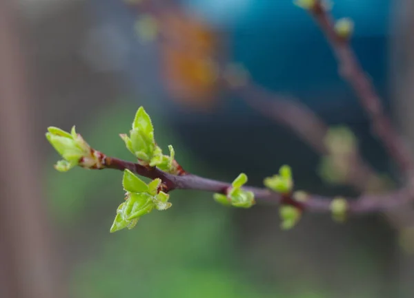 Una Rama Árbol Con Hojas Diminutas — Foto de Stock