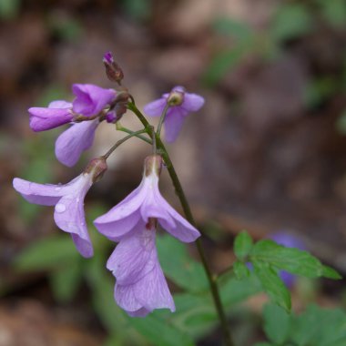 Birçok menekşe yaban çiçekleri