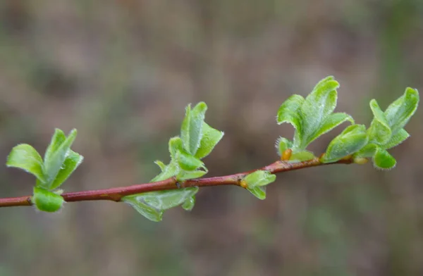 Une Petite Branche Arbre Vert Avec Des Feuilles — Photo