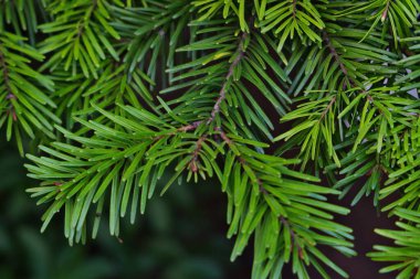 Bir çam ağacının dalları