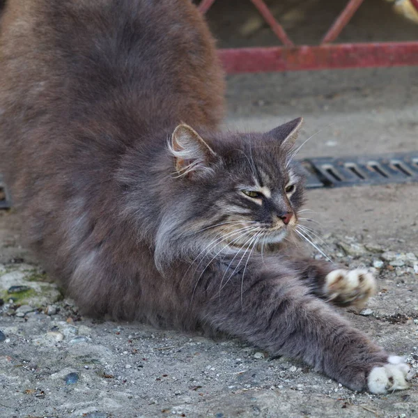 Gatto Fumoso Fumoso Sul Marciapiede — Foto Stock