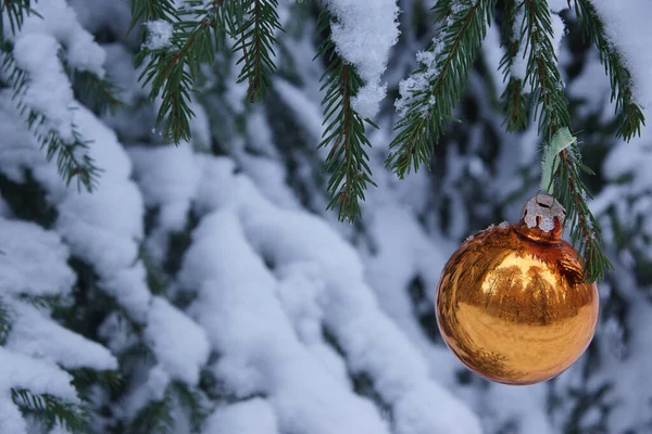 Sarı Parlak Parlak Altın Noel Topu Gerçek Donmuş Çam Ağacında — Stok fotoğraf