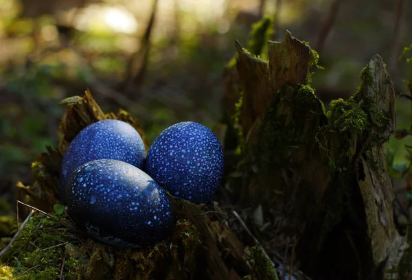 Dracheneier Blau Gesprenkelt Liegen Einem Baumstumpf Wald — Stockfoto