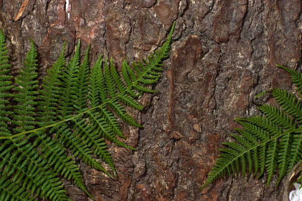 Зеленый Кружева Папоротника Листья Деревянном Фоне — стоковое фото