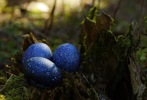 Ovos Dragão Azul Salpicado Mentira Toco Floresta Fotografias De Stock Royalty-Free