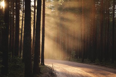Soldaki batan güneşin ışınlarıyla aydınlatılan dolambaçlı bir orman yolu..