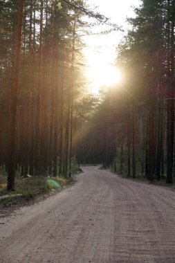 Çam ormanının içinden geçen güzel bir yol batan güneşin ışınlarıyla aydınlatılır..