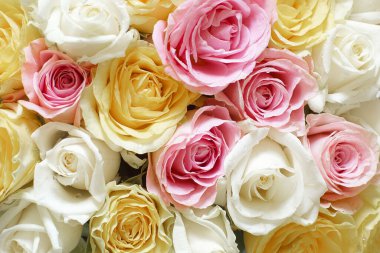 Yatay arkaplan ve farklı renkte güller..