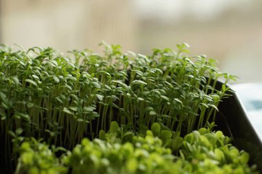 Sebze ekmek için fidelerin kendi kendine yetiştirilmesi..