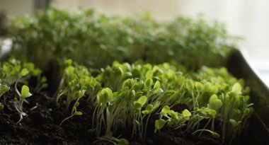 Sebze ekmek için fidelerin kendi kendine yetiştirilmesi..