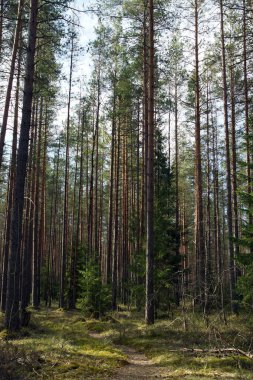 Küçük bir Noel ağacına giden düz gövdeli çam ormanından geçen bir patika..