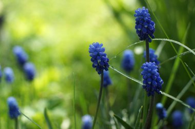 Bir yaz günü yeşil çimlerin üzerinde Miskuri çiçekleri.