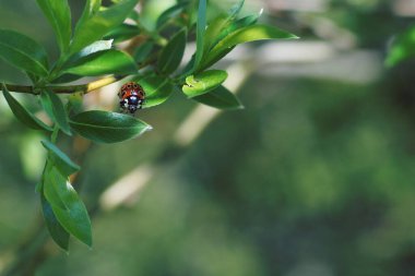 Güzel kırmızı uğur böceği bir yaz gününde yeşil bir ağaç yaprağında