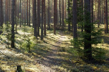 Ormanda çam ağaçları ve köknar ağaçları var..