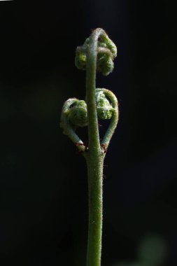 Açılmamış bir eğrelti otu ve üzerinde iki karınca..
