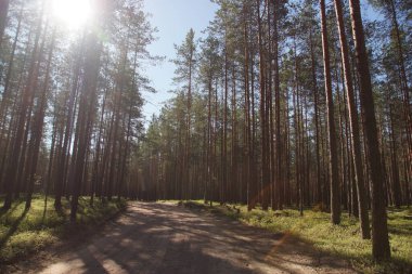 Çamların arasındaki orman yolu Sabah güneşinde yıkandı