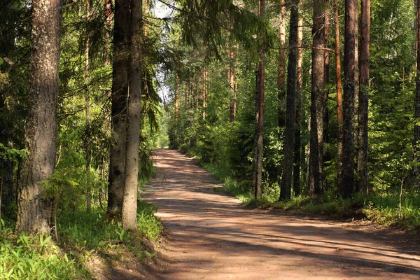 Chemin Terre Travers Forêt Par Matin Été — Photo