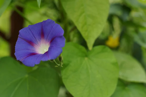 Violet Fleur Brillante Sur Fond Feuillage Vert — Photo