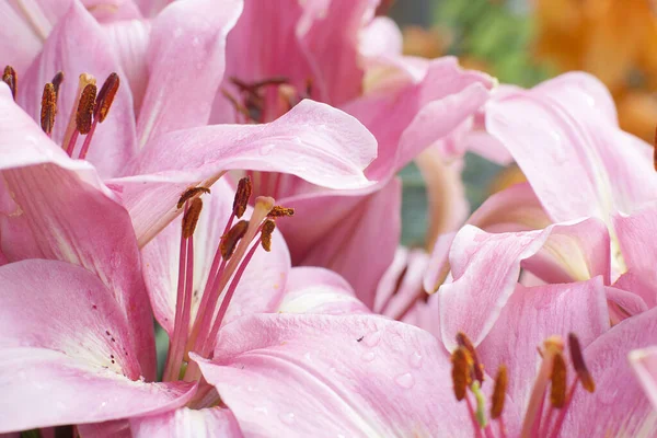 Muchas Delicadas Flores Lirio Rosa Cerrar — Foto de Stock