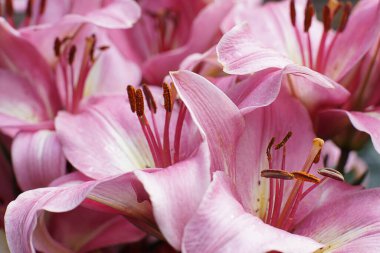 Açık zambak çiçeklerinin narin pembe tomurcukları.