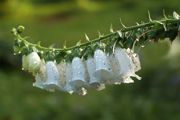 Yeşilliğin Arka Planında Beyaz Narin Çanları Olan Çiçek — Stok fotoğraf