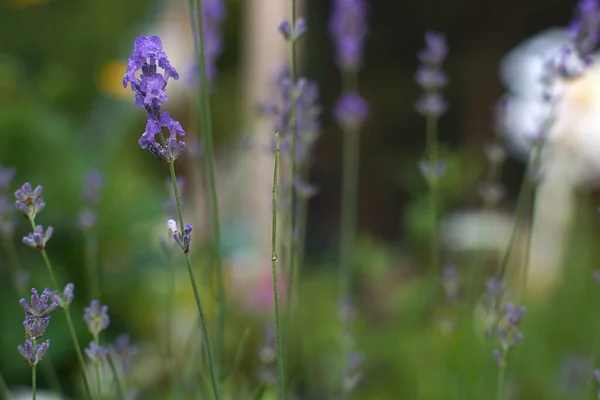 Dünne Lavendelzweige Mit Violetten Blüten — Stockfoto
