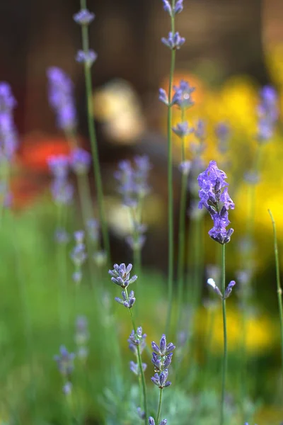Dünne Zweige Lila Lavendels Auf Dem Hintergrund Eines Blumengartens — Stockfoto