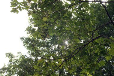 Güneşli bir yaz gününde ağaçtaki akçaağaç yapraklarından yapılmış bir çerçeve.