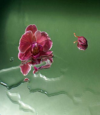 Yeşil zemin üzerinde kırmızı orkide çiçeği ve su birikintileri