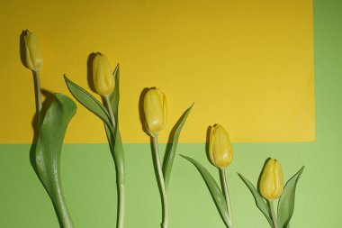 Sarı-yeşil arka planda sarı lalelerin yaratıcı yaşamı.