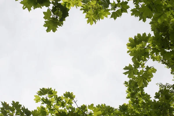 Quadro Feito Folhas Bordo Uma Árvore Dia Ensolarado Verão Imagem De Stock