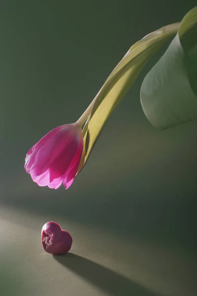 Bud Tulipa Rosa Dobrado Sobre Doces Cor Rosa Forma Coração Fotografia De Stock