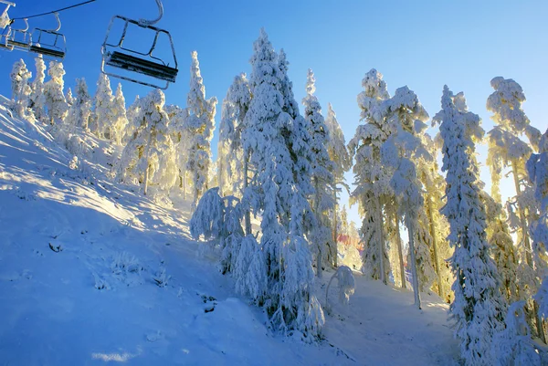 Árvores na neve na estação de esqui, neve azul e céu — Fotografia de Stock