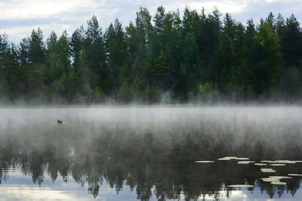 La brume sur le lac, un canard solitaire nage — Photo