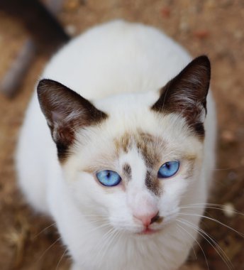 Parlak mavi gözleri ve kahverengi kulakları ile beyaz yavru kedi ve yere oturur, seçici odak görünüyor