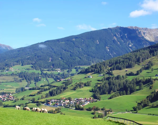 Ovejas pastan en los verdes prados alpinos, cielo azul con nubes — Foto de Stock