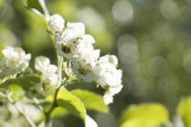 dal elma, bir arka plan bulanık, bokeh, Bahar, yaz, beyaz çiçekler