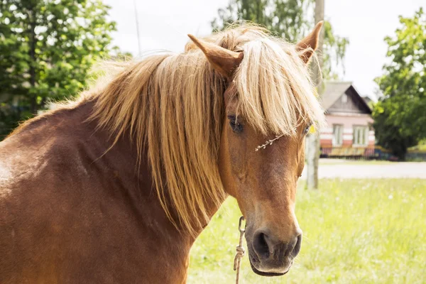 El caballo volteó la cabeza en el prado frente a la casa del pueblo, en verano. — Foto de Stock