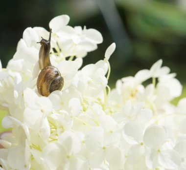 Bahçe salyangoz kadar ürpertiyor bir büyük beyaz çiçek ortanca arborescens, arka plan bulanık, seçici odak
