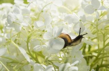 Bahçe salyangoz tarar bir büyük beyaz çiçek ortanca arborescens, yumuşak ışık, arka plan bulanık, seçici odak içinde