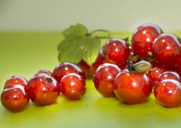 The little snail crawling on handfuls of ripe red currant, green background — Stock Photo, Image