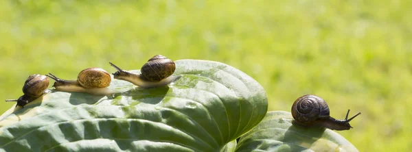 Quattro lumache da giardino strisciano su una foglia verde Hosta fortunei Marginato-alba, tre in una direzione e una in un'altra — Foto Stock