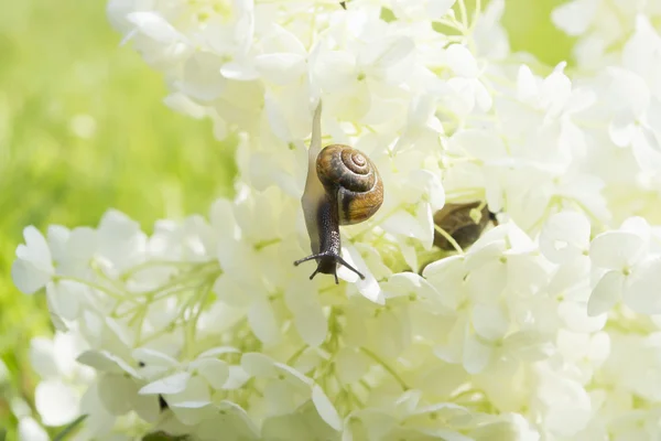 Lumaca da giardino striscia in avanti su un grande fiore bianco Ortensia arborescenti, luce morbida, sfondo sfocato — Foto Stock