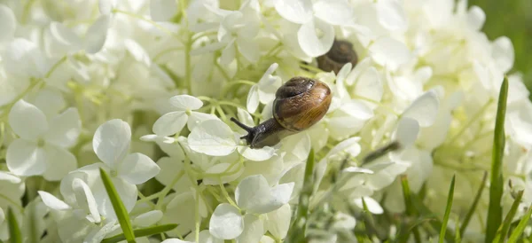 Caracol de jardín se arrastra hacia adelante en una gran flor blanca Hydrangea arborescens, fondo borroso — Foto de Stock